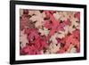 Fallen Leaves I-Kathy Mahan-Framed Photographic Print