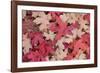 Fallen Leaves I-Kathy Mahan-Framed Photographic Print