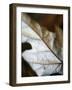 Fallen Leaves I-Nicole Katano-Framed Photo