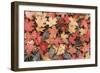 Fallen Leaves II-Kathy Mahan-Framed Photographic Print