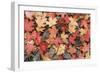 Fallen Leaves II-Kathy Mahan-Framed Photographic Print