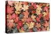 Fallen Leaves II-Kathy Mahan-Stretched Canvas