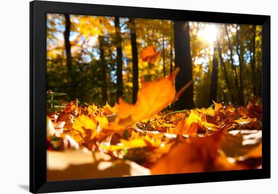 Fallen Leaves in Autumn Forest at Sunny Weather-Sergey Peterman-Framed Photographic Print