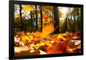 Fallen Leaves in Autumn Forest at Sunny Weather-Sergey Peterman-Framed Photographic Print