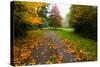 Fallen Leaves on a Road, Washington State, USA-null-Stretched Canvas