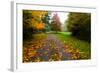 Fallen Leaves on a Road, Washington State, USA-null-Framed Photographic Print