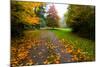 Fallen Leaves on a Road, Washington State, USA-null-Mounted Photographic Print