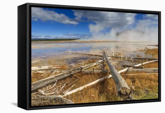 Fallen Lodgepole Pines, Grand Prismatic Spring, Midway Geyser Basin-Eleanor Scriven-Framed Stretched Canvas