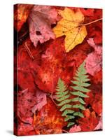 Fallen Maple Leaves and Ferns-Charles Sleicher-Stretched Canvas