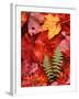 Fallen Maple Leaves and Ferns-Charles Sleicher-Framed Premium Photographic Print