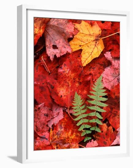 Fallen Maple Leaves and Ferns-Charles Sleicher-Framed Premium Photographic Print