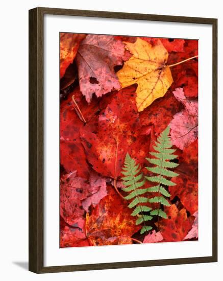 Fallen Maple Leaves and Ferns-Charles Sleicher-Framed Premium Photographic Print