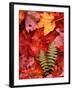 Fallen Maple Leaves and Ferns-Charles Sleicher-Framed Premium Photographic Print