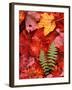 Fallen Maple Leaves and Ferns-Charles Sleicher-Framed Photographic Print