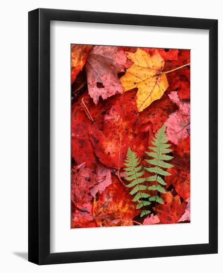 Fallen Maple Leaves and Ferns-Charles Sleicher-Framed Premium Photographic Print