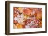 Fallen maple leaves on forest floor after hailstone shower, Upper Peninsula, Michigan, USA-Bill Coster-Framed Photographic Print