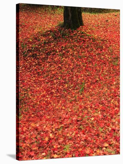 Fallen Maple Leaves-null-Stretched Canvas