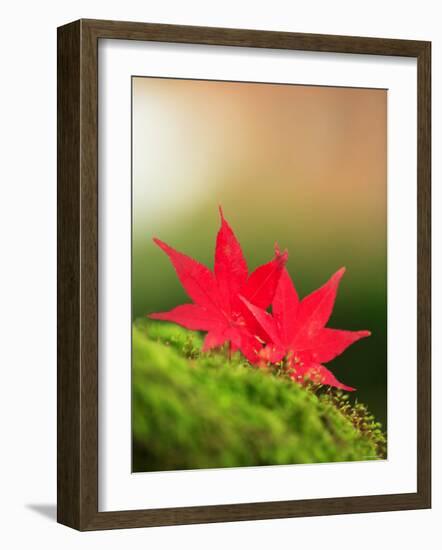 Fallen Maple Leaves-null-Framed Photographic Print