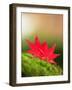 Fallen Maple Leaves-null-Framed Photographic Print