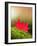 Fallen Maple Leaves-null-Framed Photographic Print