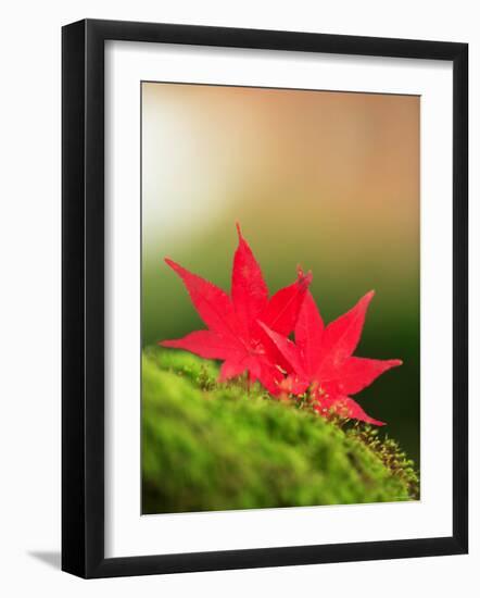 Fallen Maple Leaves-null-Framed Photographic Print