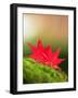 Fallen Maple Leaves-null-Framed Photographic Print