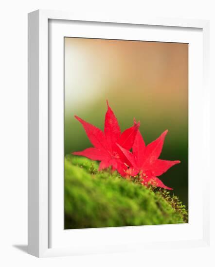 Fallen Maple Leaves-null-Framed Photographic Print