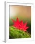 Fallen Maple Leaves-null-Framed Photographic Print