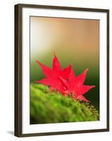 Fallen Maple Leaves-null-Framed Photographic Print