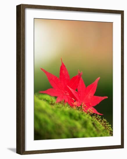 Fallen Maple Leaves-null-Framed Photographic Print