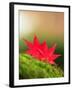 Fallen Maple Leaves-null-Framed Photographic Print