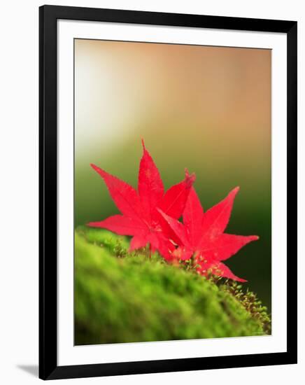 Fallen Maple Leaves-null-Framed Photographic Print