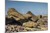 Fallen Moai at Ahu Akahanga-Michael Nolan-Mounted Photographic Print