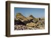 Fallen Moai at Ahu Akahanga-Michael Nolan-Framed Photographic Print