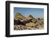 Fallen Moai at Ahu Akahanga-Michael Nolan-Framed Photographic Print