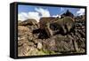 Fallen Moai Head and Red Scoria Topknot at Ahu Akahanga-Michael Nolan-Framed Stretched Canvas