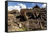 Fallen Moai Head and Red Scoria Topknot at Ahu Akahanga-Michael Nolan-Framed Stretched Canvas