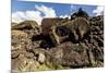 Fallen Moai Head and Red Scoria Topknot at Ahu Akahanga-Michael Nolan-Mounted Photographic Print