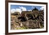 Fallen Moai Head and Red Scoria Topknot at Ahu Akahanga-Michael Nolan-Framed Photographic Print