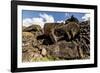 Fallen Moai Head and Red Scoria Topknot at Ahu Akahanga-Michael Nolan-Framed Photographic Print