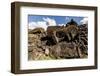 Fallen Moai Head and Red Scoria Topknot at Ahu Akahanga-Michael Nolan-Framed Photographic Print