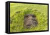 Fallen Moai Head at the Archaeological Site at Ahu Vinapu-Michael Nolan-Framed Stretched Canvas