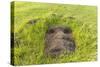 Fallen Moai Head at the Archaeological Site at Ahu Vinapu-Michael Nolan-Stretched Canvas