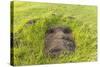 Fallen Moai Head at the Archaeological Site at Ahu Vinapu-Michael Nolan-Stretched Canvas