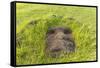 Fallen Moai Head at the Archaeological Site at Ahu Vinapu-Michael Nolan-Framed Stretched Canvas