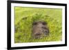 Fallen Moai Head at the Archaeological Site at Ahu Vinapu-Michael Nolan-Framed Premium Photographic Print