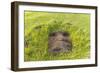 Fallen Moai Head at the Archaeological Site at Ahu Vinapu-Michael Nolan-Framed Photographic Print