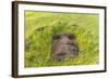 Fallen Moai Head at the Archaeological Site at Ahu Vinapu-Michael Nolan-Framed Photographic Print