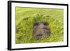 Fallen Moai Head at the Archaeological Site at Ahu Vinapu-Michael Nolan-Framed Photographic Print