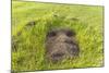 Fallen Moai Head at the Archaeological Site at Ahu Vinapu-Michael Nolan-Mounted Photographic Print